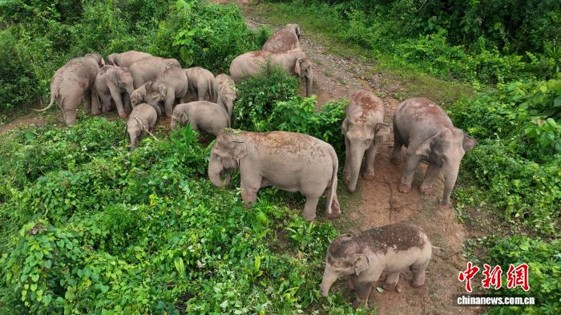 A herd of Asian elephants walks through a forest in Jiangcheng Hani and Yi Autonomous County, Pu’er, Yunnan Province. (Photo: China News Service/ Wang Zhengxi)