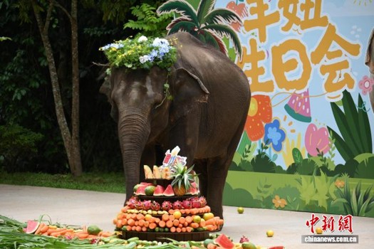 Rescued Asian elephant Yangniu enjoys her birthday cake at Xishuangbanna Wild Elephant Valley in Yunnan Province. August 12, 2026. (Photo: China News Service/ Bai Chenyue)
