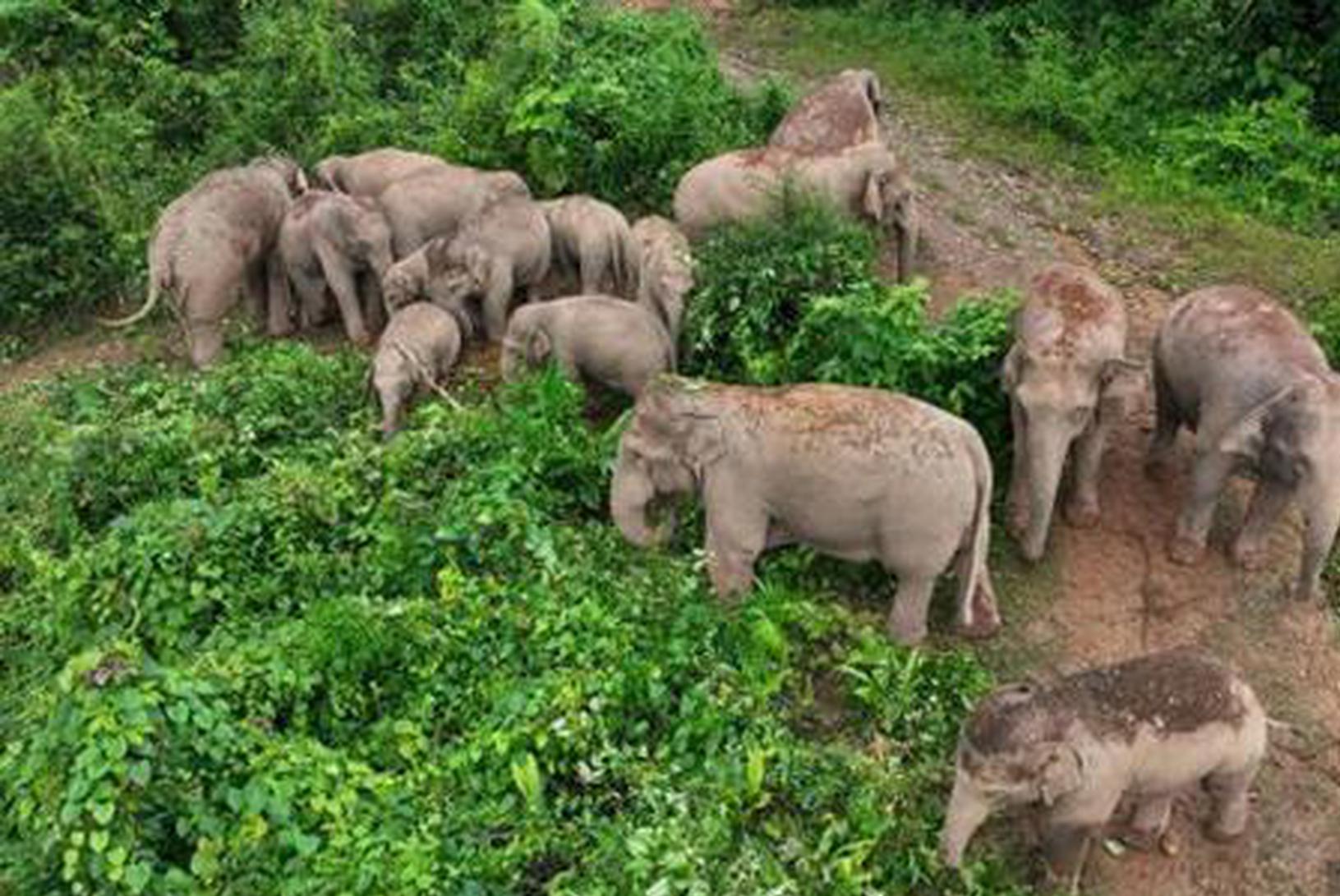 China's wild Asian elephant population grows amid conservation efforts