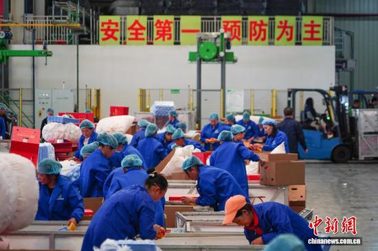 An automatic sorting line processes apples to be exported in Weining, Guizhou Province, on August 15, 2026. (Photo: China News Service/Zhao Qingneng)