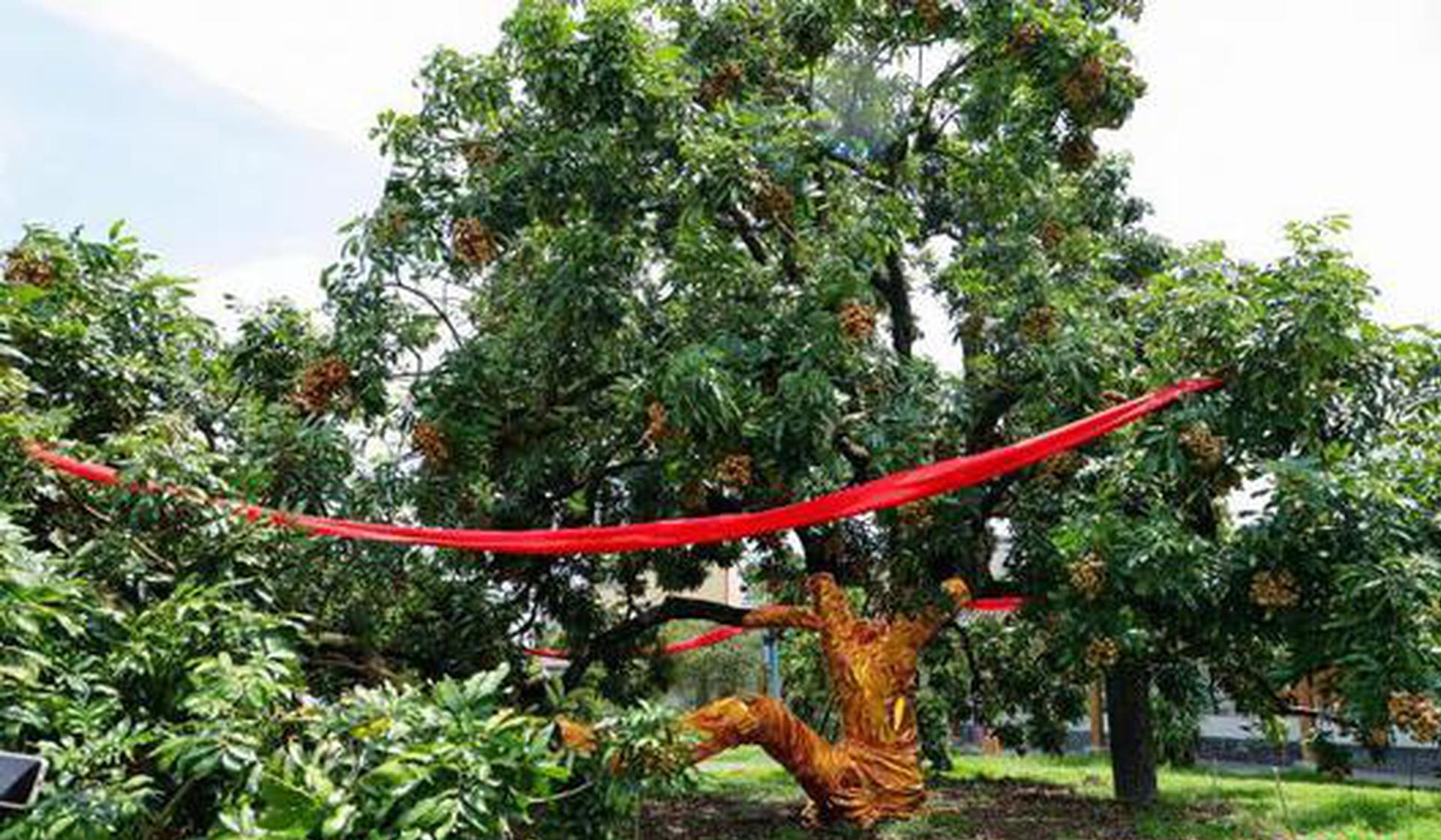 Bumper longan harvest in S China's Maoming boosts local farmers' income