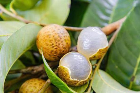 China's 'Lychee Capital' Maoming posts record exports despite off-year