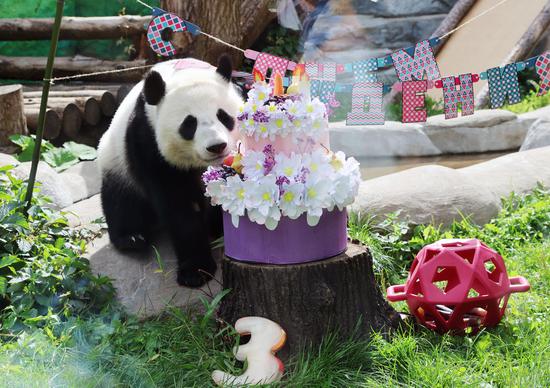 Russia-born giant panda Katyusha celebrates third birthday