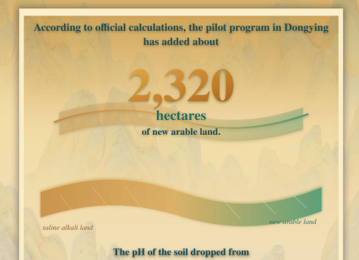 Saline-alkali land in Shandong Province transformed into fertile farmland