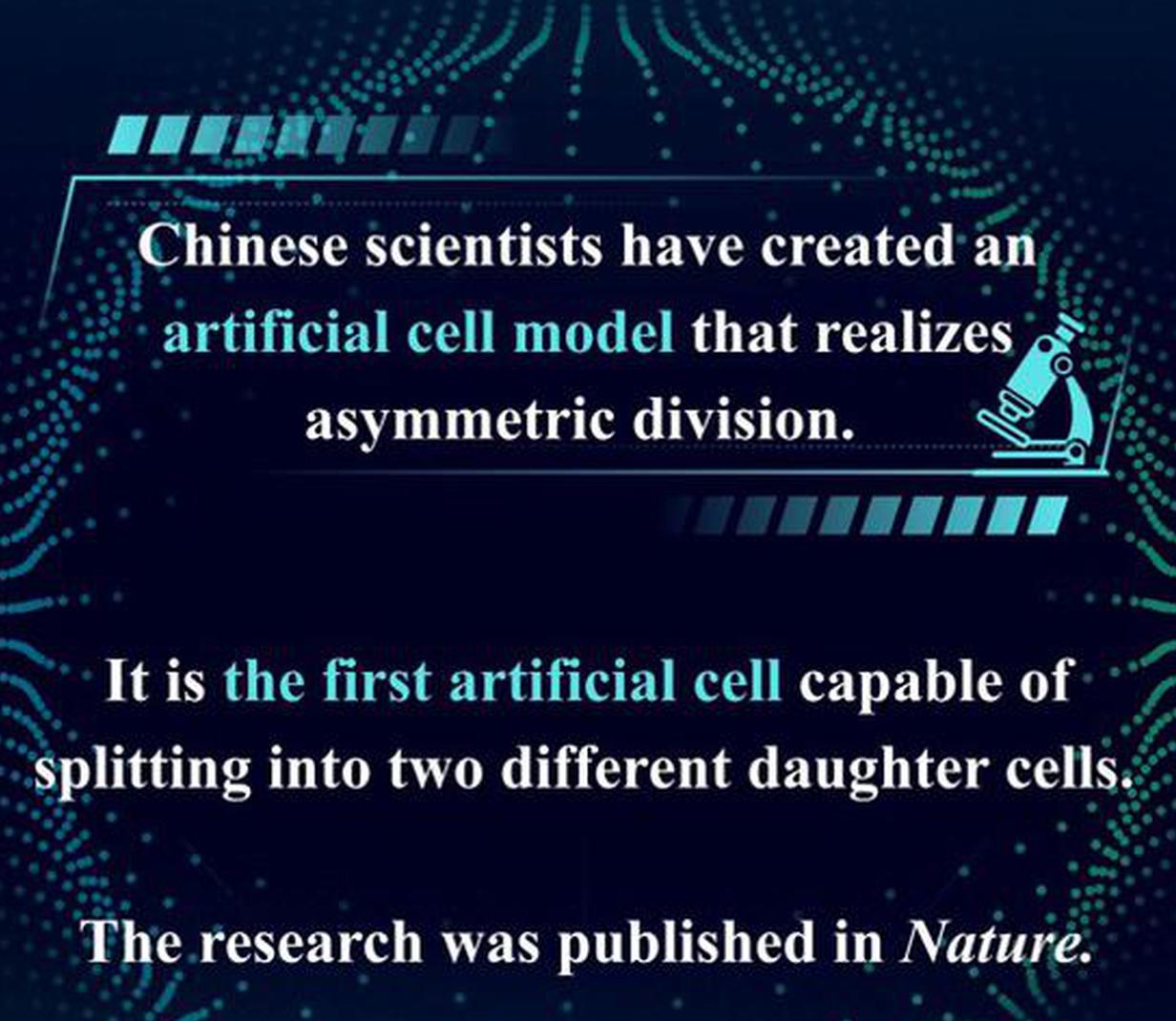 Chinese scientists develop artificial cell model capable of asymmetric division