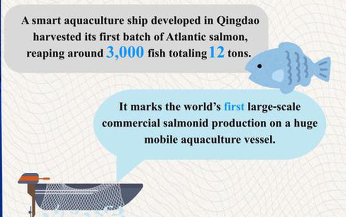Deep-sea smart aquaculture ship harvests 3,000 Atlantic salmon