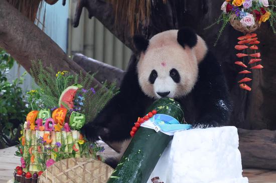 Giant panda Liangyue celebrates its 10th birthday at Chongqing Zoo