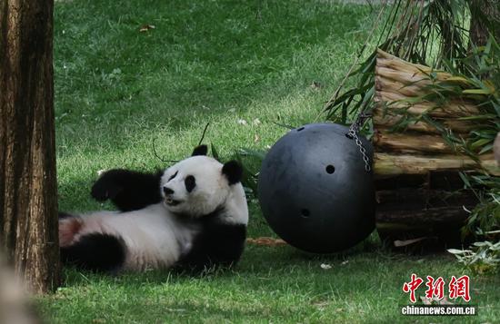 Giant pandas at Smithsonian's National Zoo attract visitors