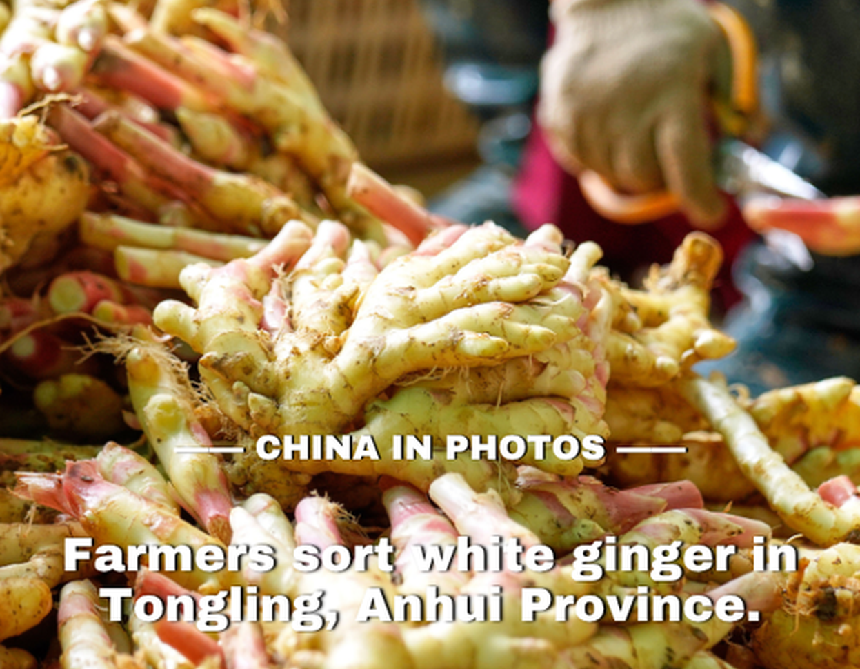 Golden autumn, bumper harvest: white ginger in Anhui
