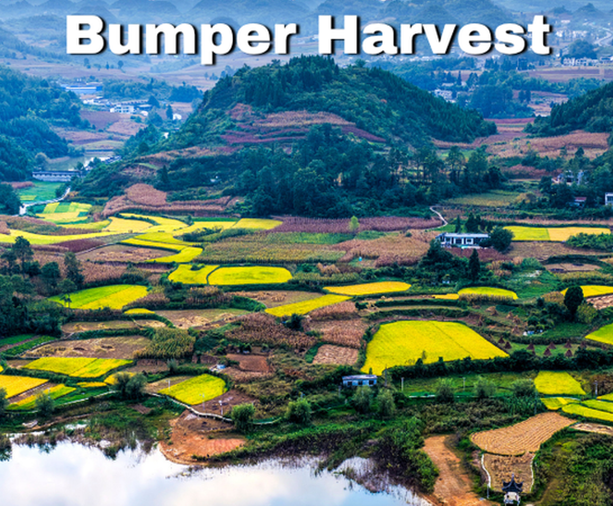 Golden autumn, bumper harvest: beautiful scenery in Guizhou