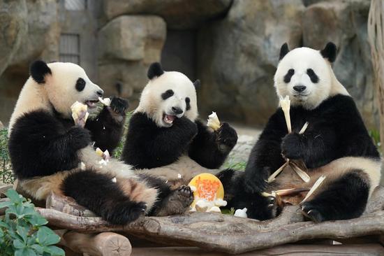 Panda family enjoys festive feast ahead of Mid-Autumn Festival