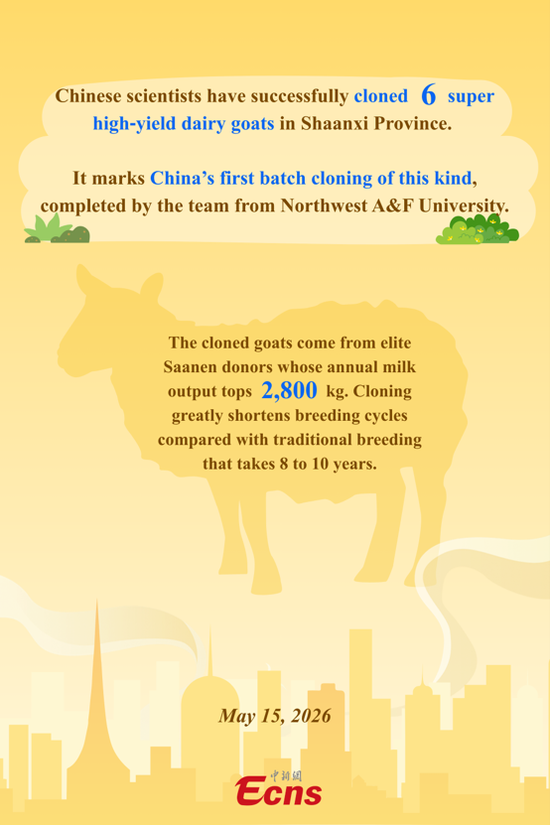 Chinese scientists clone six super high-yield dairy goats