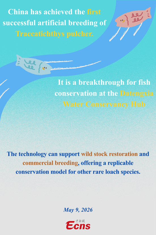 China makes breakthrough in artificial breeding of endemic loach species