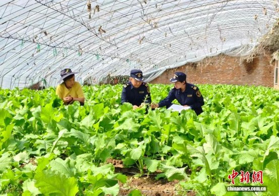 Customs officers inspect an export food raw material farm. (Photo: Harbin Customs)