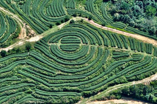 Tea plantations in Minhou, Fujian, resemble fingerprints on the earth