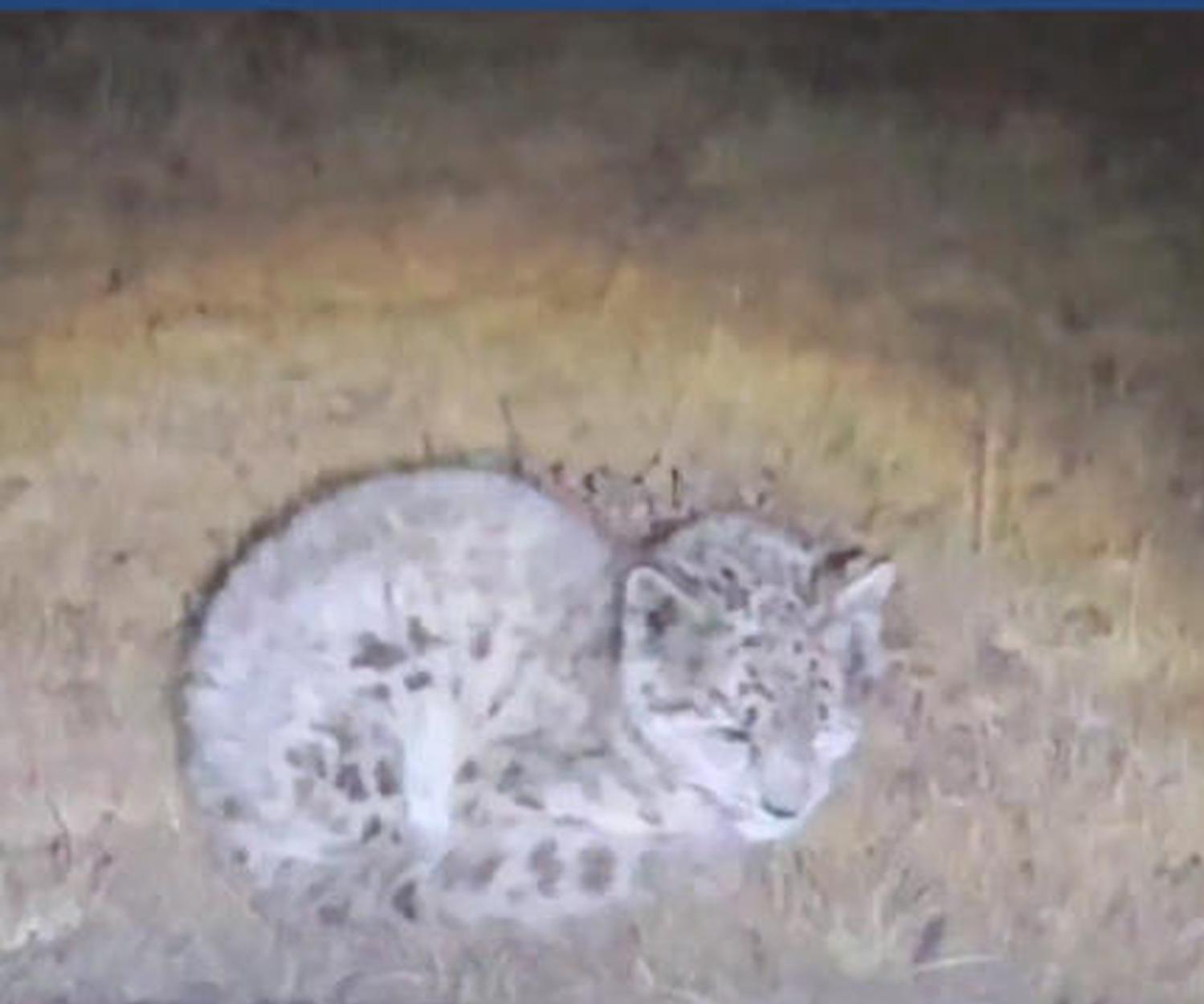 Young snow leopard rescued in northwest China's Qinghai