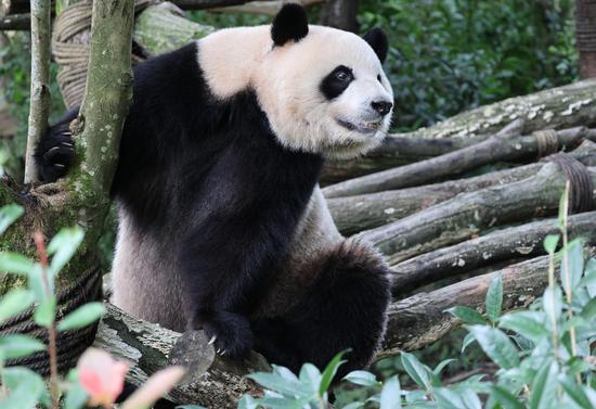 Giant pandas charm visitors in Sichuan