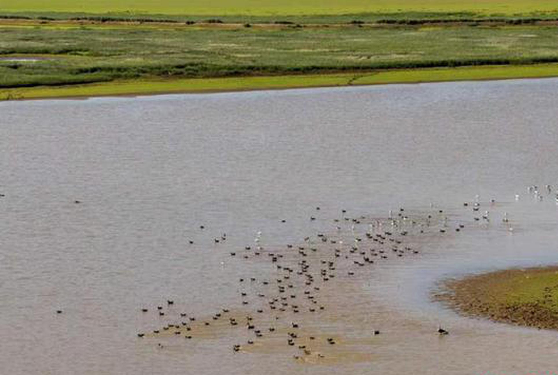 Rare migratory birds flock to Poyang Lake for winter