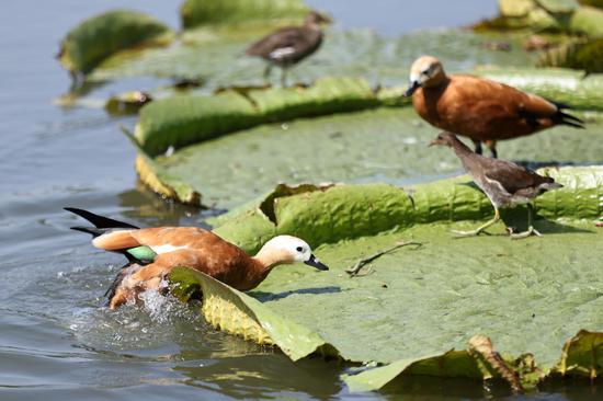 Improved ecosystem turns Nanjing lake into haven for waterbirds