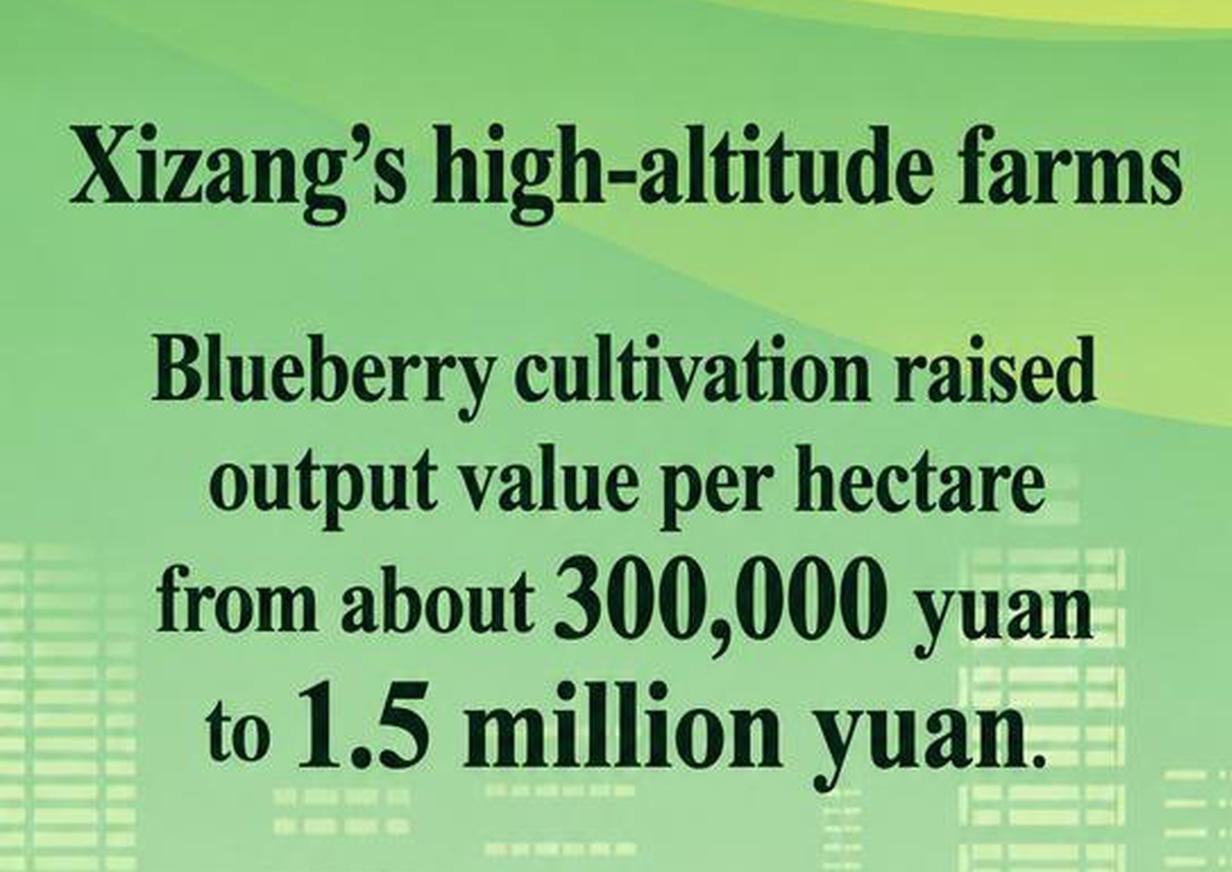 High-altitude agriculture in Xizang is creating rural jobs