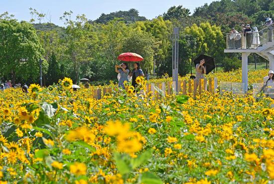 Sunflower fields draw visitors to south China's Nanning