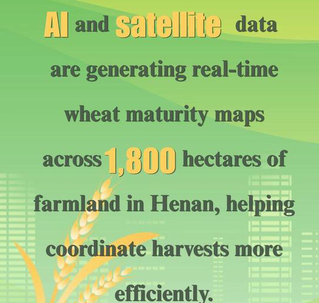 AI and satellite data guide wheat harvest in China's top-producing province