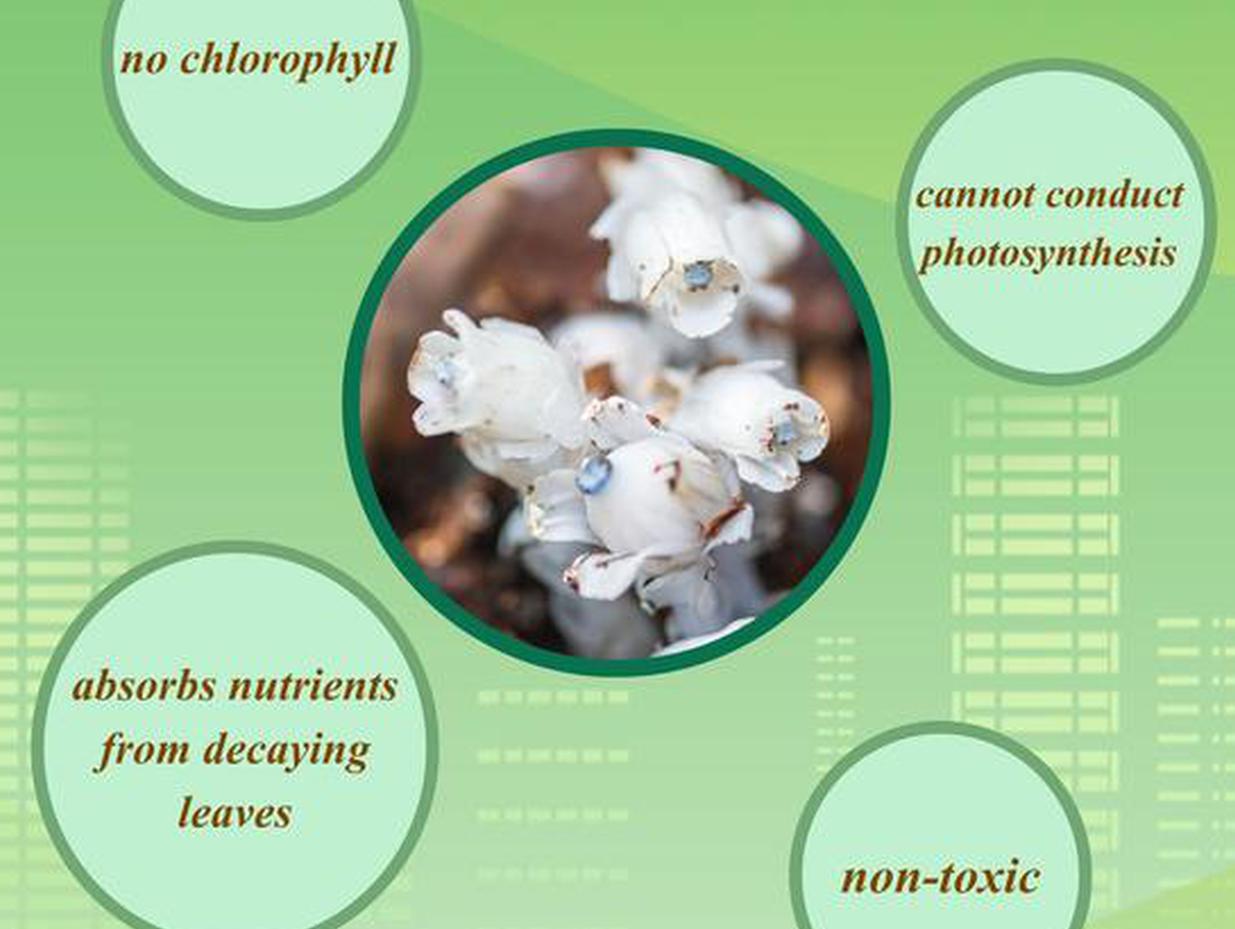 Rare ghost plants discovered in Guizhou Province