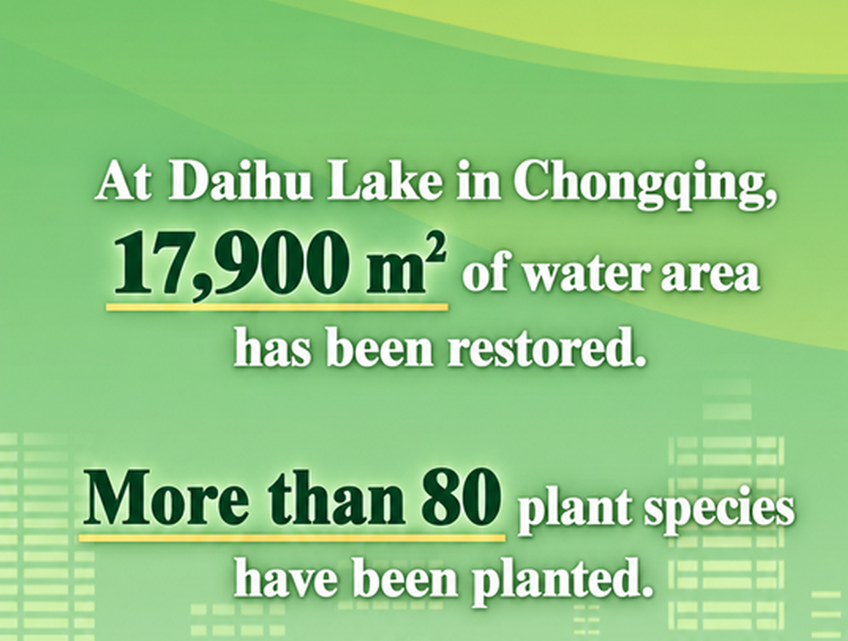 Daihu Lake in Chongqing comes back to life