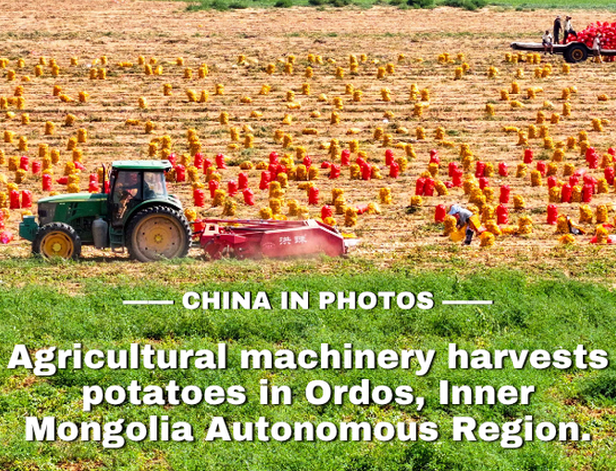 Golden autumn, bumper harvest: potatoes in Inner Mongolia