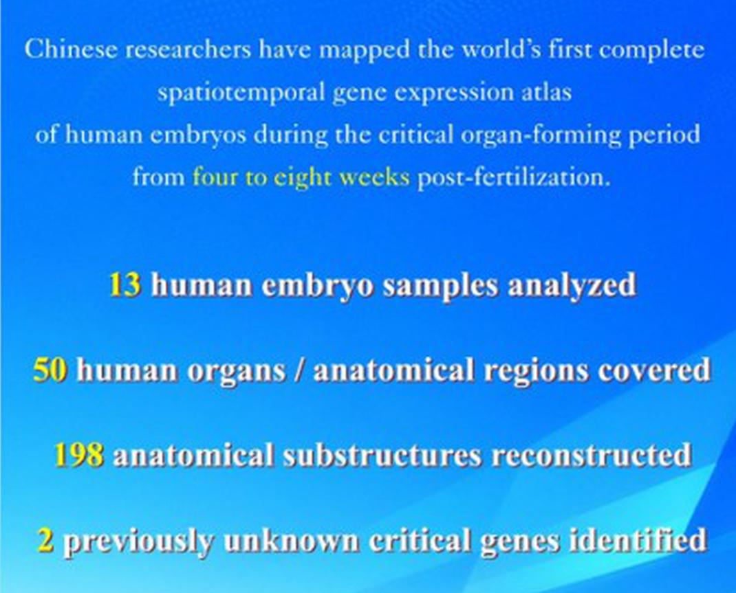 Scientists create first comprehensive map showing early human embryo development