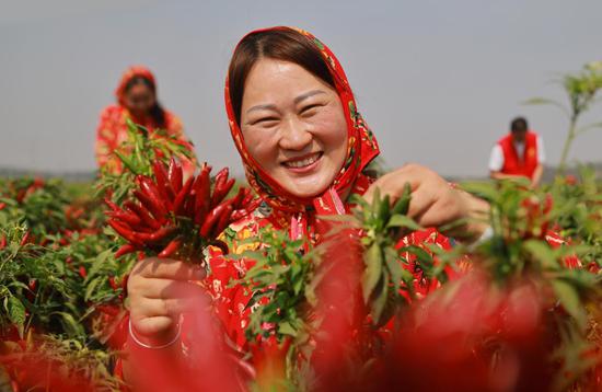 Farmers busy harvesting red chili peppers in Henan