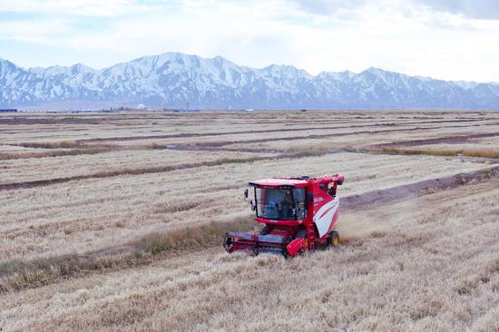 Highland barley harvest underway at vast farming base in Qinghai