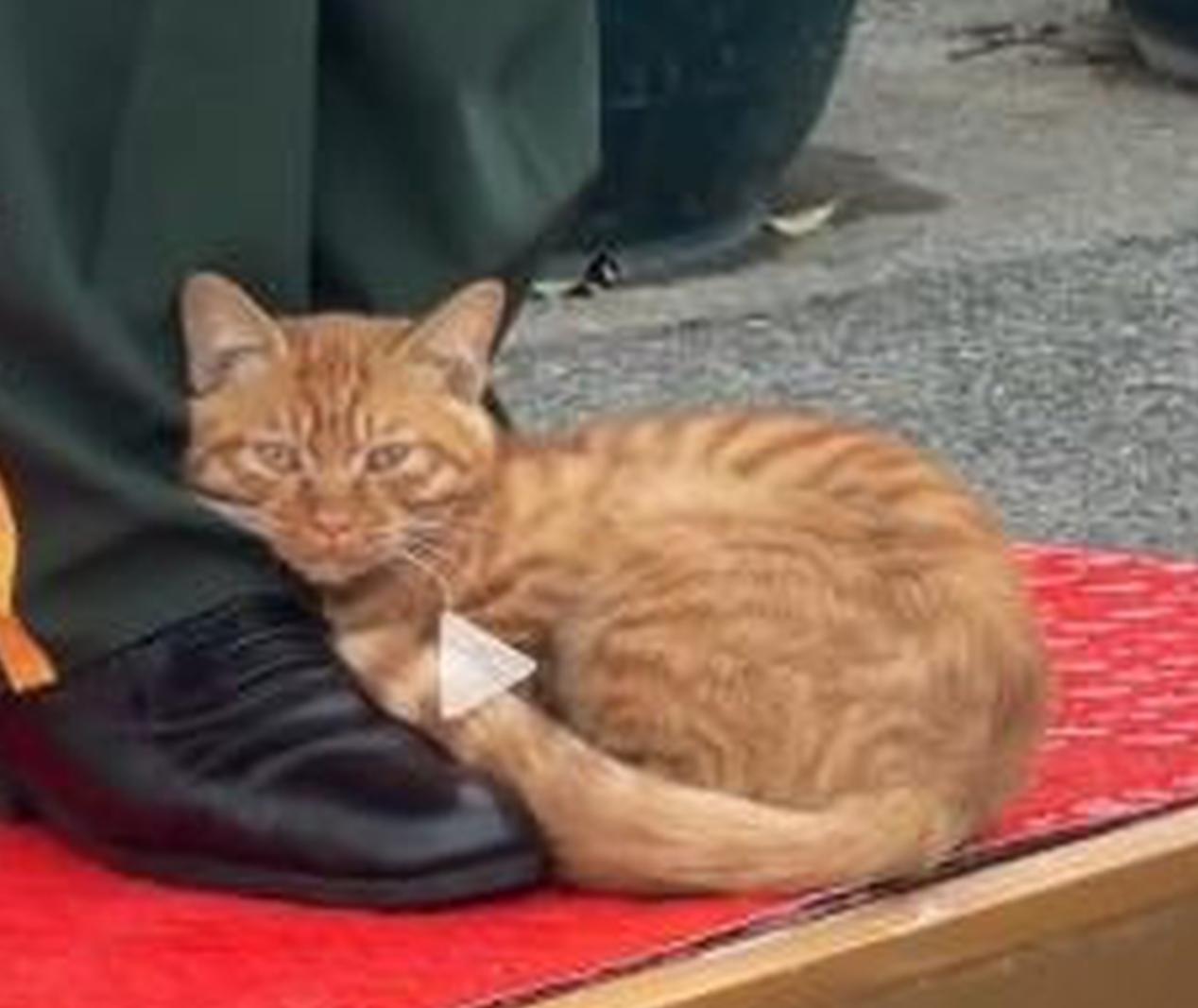 Internet-famous Tiananmen kitten to be put up for adoption