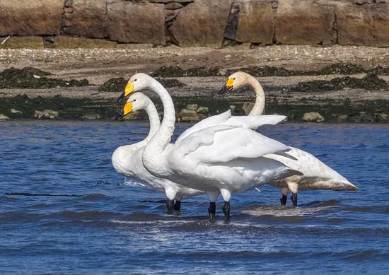 Rongcheng welcomes first batch of swans for overwintering
