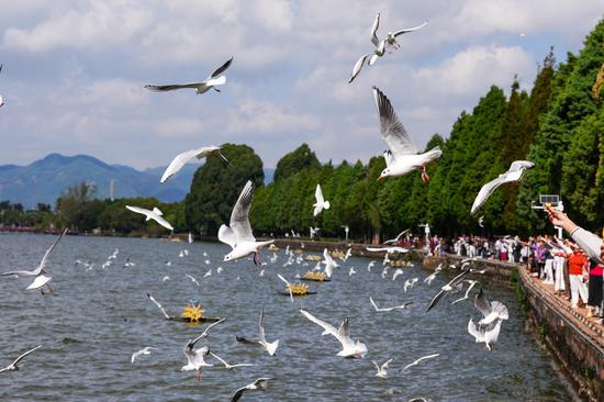 First batch of overwintering red-billed gulls arrive in Kunming