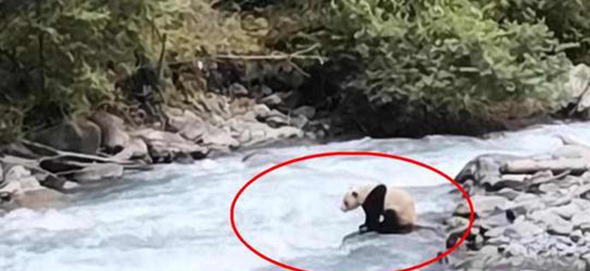 Villager encounters wild giant panda while checking cattle in Sichuan