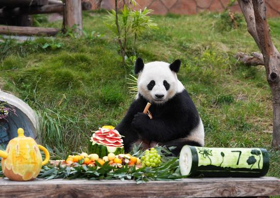 Giant panda Ai Lian celebrates 7th birthday in Chongqing zoo