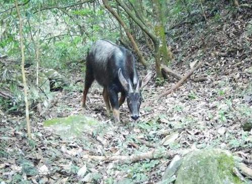 Southwestern China's Guizhou identifies 970 species of terrestrial vertebrates