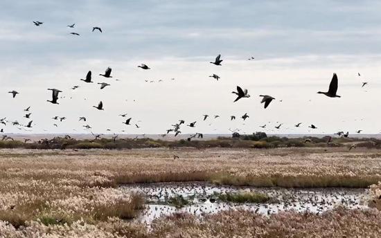 China-Russia border lake sees surge in migratory birds