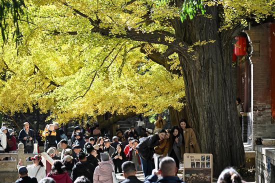 Ancient ginkgo trees turn golden at Jinci Temple in Taiyuan