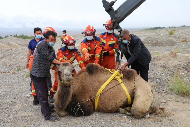 图为被困废弃坑的骆驼被成功救起。