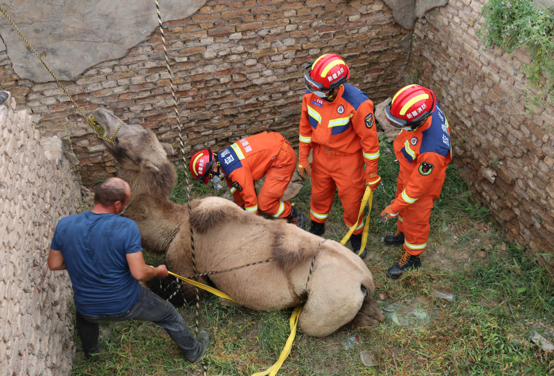 图为消防救援人员与牧民一起正在给骆驼固定。