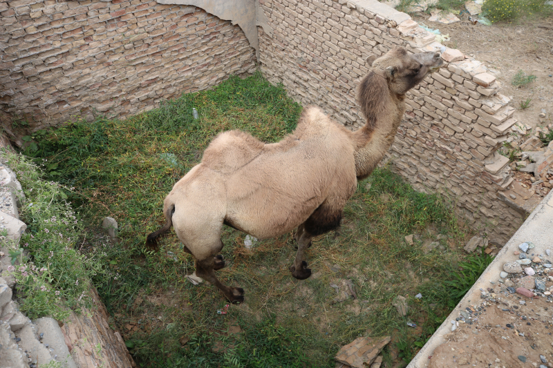 图为被困废弃坑的骆驼。