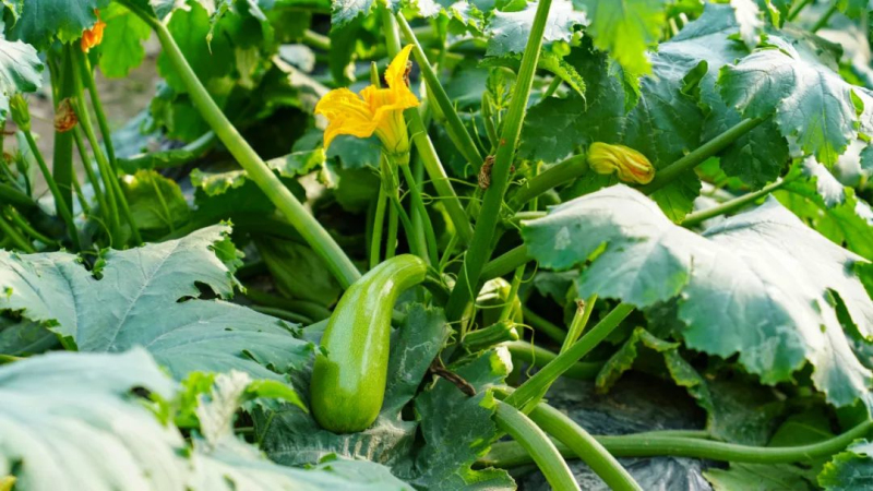11月21日，尉犁县兴平镇巴西阿瓦提村大自然果蔬合作社种植的西葫芦。王雪 摄