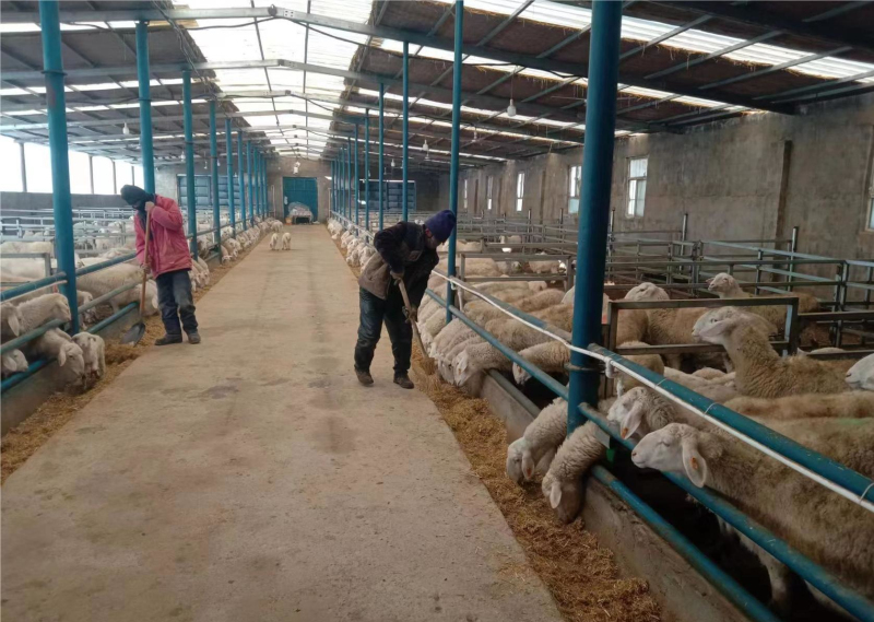新疆焉耆：湖母羊成为养殖户的“致富羊”