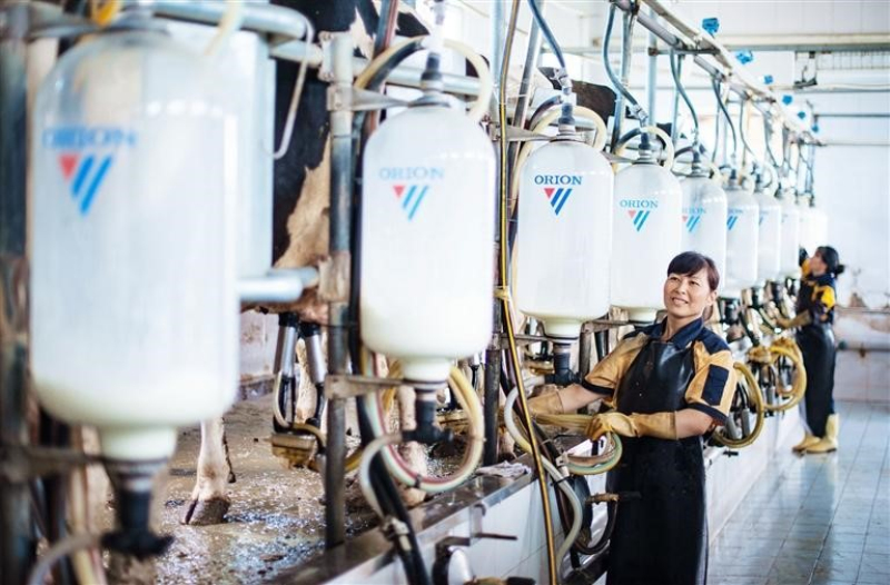昌吉市濱湖鎮新疆朗青畜牧有限公司擠奶廳，員工操作擠奶機器。