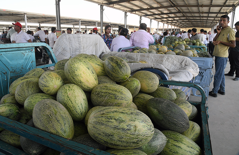 图为伽师县伽师瓜交易中心群众正准备销售的瓜。