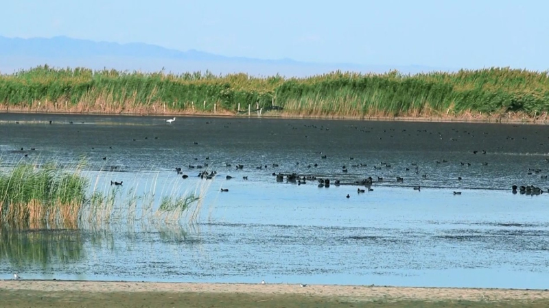 新疆博州艾比湖湿地保护区生态治理成效显著