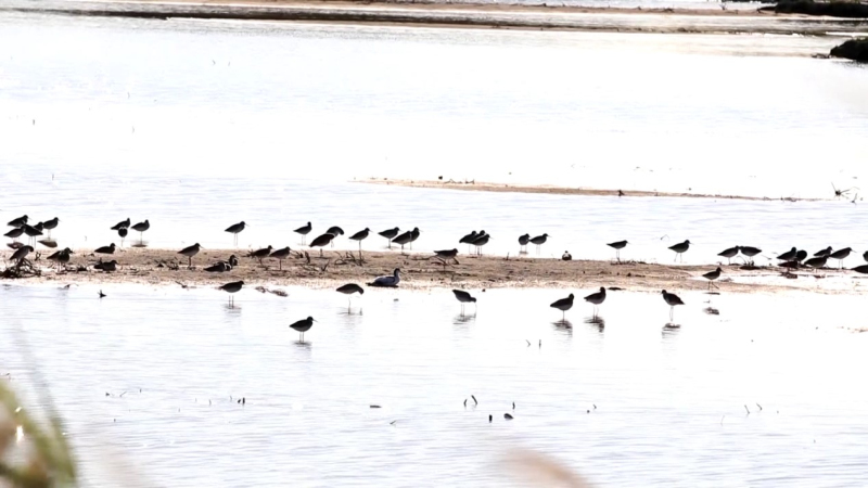 新疆博州艾比湖湿地保护区生态治理成效显著