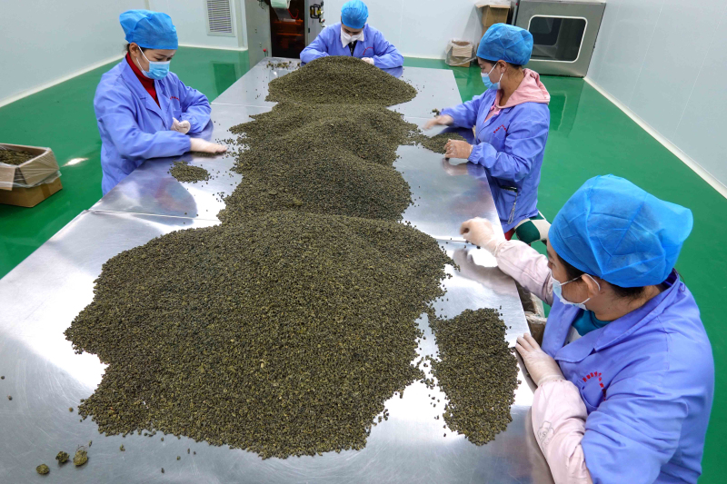 11月2日，尉犁县罗布麻茶蜜有限公司生产车间里，工作人员正在分检分级包装罗布麻茶。邹焰忠 摄